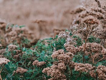 Close-up of plants growing on land