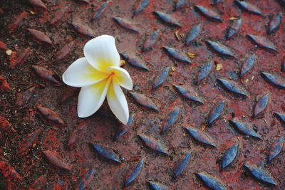 High angle view of frangipani on plant