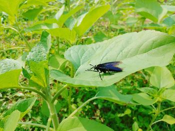Close-up of fly on leaf