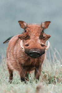 Portrait of a warthog on field