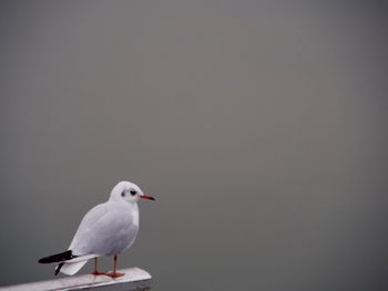 Seagull perching on wall