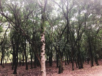 Trees in forest against sky