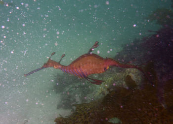 Close-up of fish swimming in sea