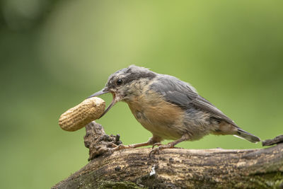 Close-up of bird perching on a tree