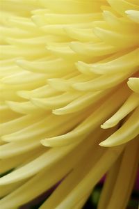 Full frame shot of yellow flower