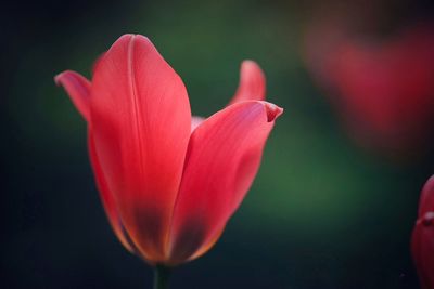 Close-up of flower blooming outdoors