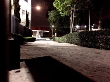 Illuminated trees at night