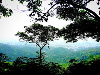 Low angle view of tree in forest against sky