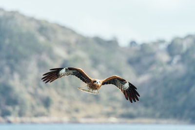 Bird flying over the sea