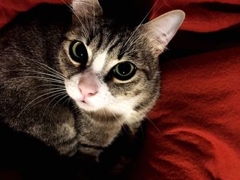 Close-up portrait of cat