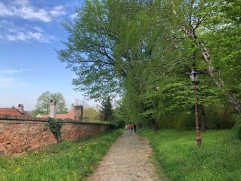 Footpath amidst trees in park against sky