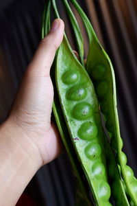 Cropped image of hand holding leaf