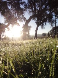 Sun shining through trees on field