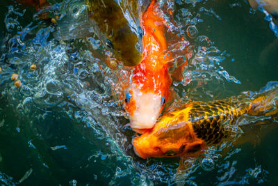 High angle view of koi carps swimming in lake