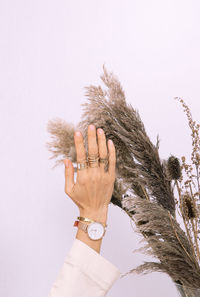 Cropped hand of woman touching plant against white background