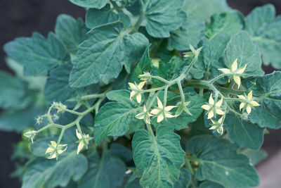 Close-up of green leaves