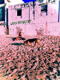 Low section of dog with text