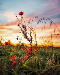 Close-up of red flowering plants during sunset