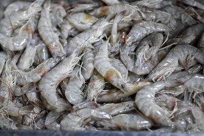 Full frame shot of fish for sale in market