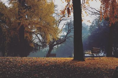 Trees on field at park during autumn