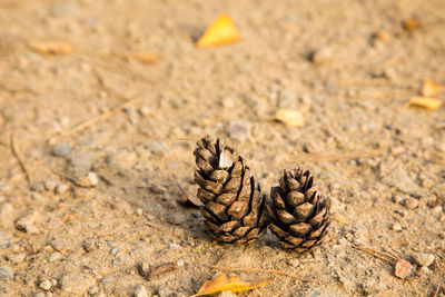 Close-up of lizard on sand