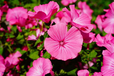 Close-up of pink flowering plants in park