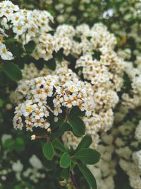 Close-up of flowering plant