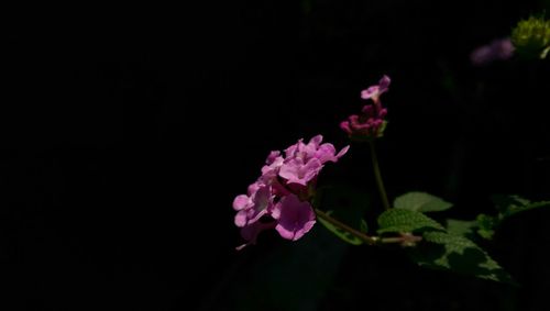 Close-up of pink flowers