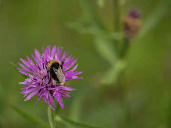 Close-up of bee pollinating on pink flower