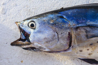 Close-up of fish