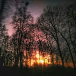 Silhouette trees against sky at sunset