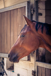 Close-up of horse in stable