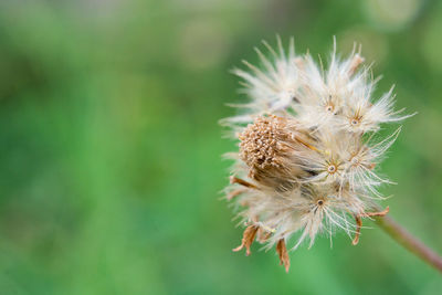 White wild daisy on blur background.