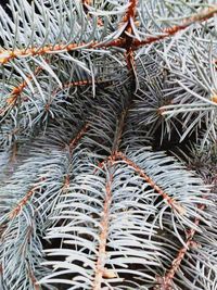 Full frame shot of pine tree branches