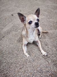 High angle portrait of dog standing on ground