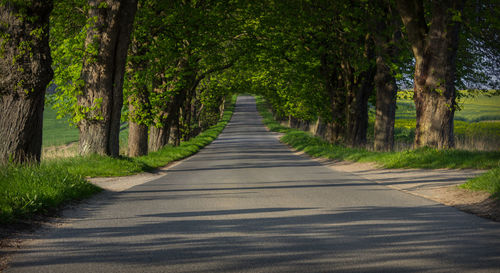 Empty road along trees in forest