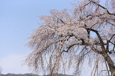 Low angle view of flower tree against sky