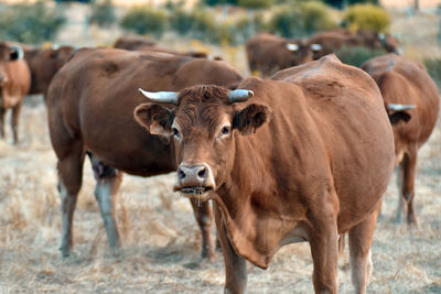 Portrait of cows on field