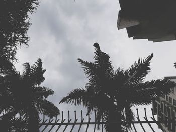 Low angle view of palm trees against sky