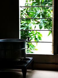 Close-up of potted plant at home