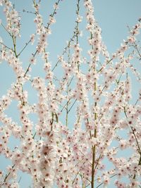 Low angle view of cherry blossoms in spring