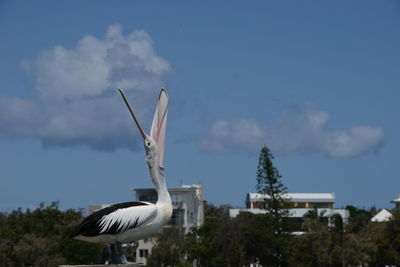 Seagull flying over a building