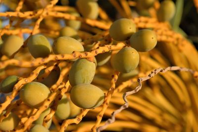 Close-up of fruits growing on tree