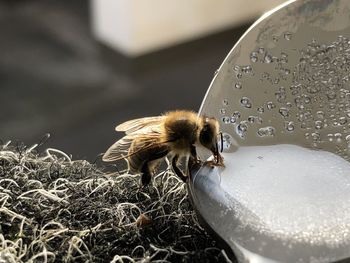 Close-up of bee on wet flower