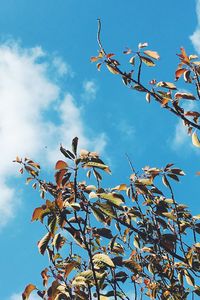 Low angle view of tree against blue sky