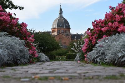 Pink flowers in front of building