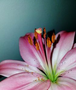 Close-up of pink flower