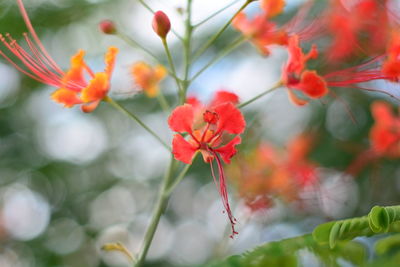 Close-up of red flowering plant