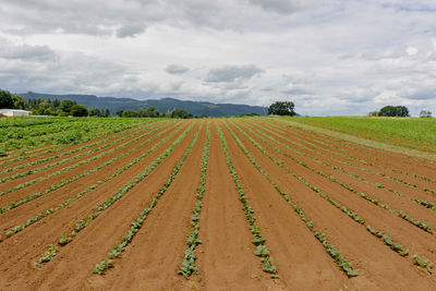 Scenic view of agricultural field against sky