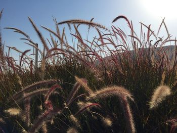 Close-up of grass against sky